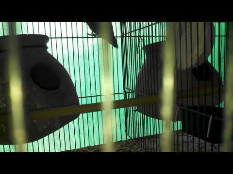 Adeeba birds farm & pets