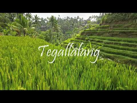 Magische Drohnenaufnahmen: Tegallalang 🌴