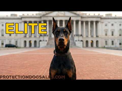 Showing Off At The Capital With "Haze" 
