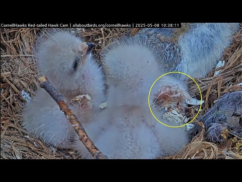 Cornell RT Hawks🪶 As First Two Chicks Eat & Tussle, Third Chick Struggles to Hatch 🐣 2025 May 8