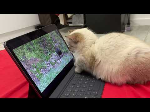 Tasha kisses the bird #cat #funnycat #birds #catjokes #tashacat #tasha