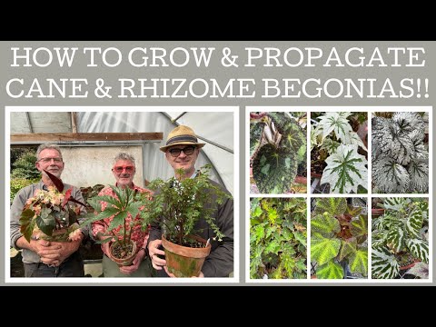 How to grow & propagate cane & rhizome begonias with specialist grower Craig Wilson.