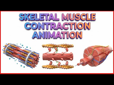 Skeletal muscle contraction : Muscle physiology Animations