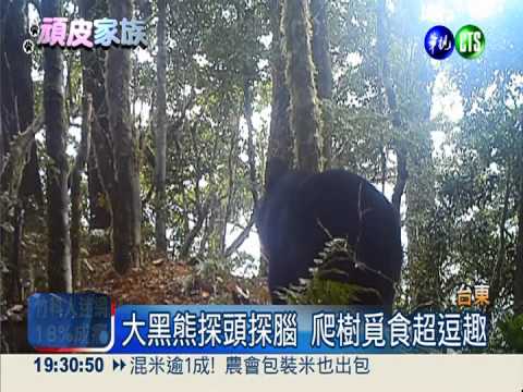 南橫山區驚喜! 台灣黑熊意外現身