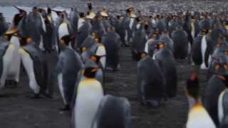 Wildlife of South Georgia, Crozet, and Marion Island