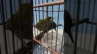 Download lagu LOLOHAN PIJANTUNG GUNUNG mp3