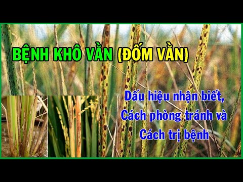 Bệnh khô vằn (đốm vằn) trên cây lúa: dấu hiệu và cách phòng trị
