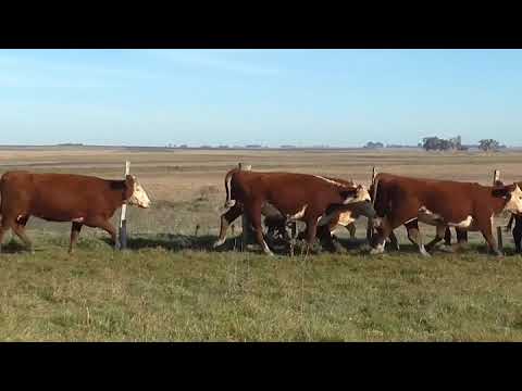 Lote 39 Vaquillonas más de 2 años 28HE,  11RAXHE 360kg - , Tacuarembó