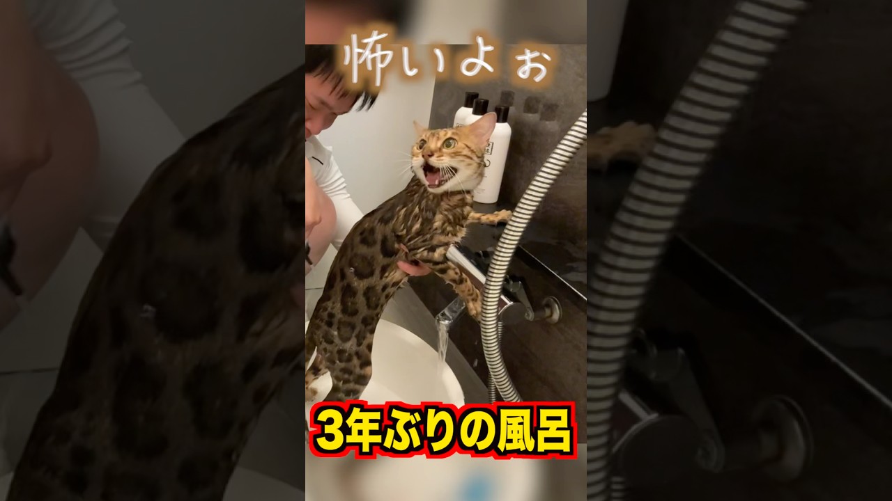 3年ぶりに風呂に入れたらロゼ大暴走 #ベンガル #ルトロゼ #猫