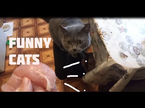 Funny cats stories! Funny Cats Compilation  #3 feb 2018