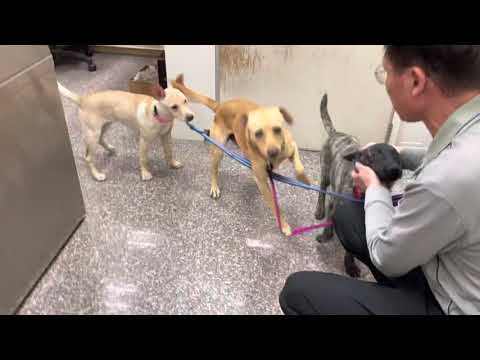 Archi, an adopted Labrador Retriever & Terrier Mix in San Mateo, CA_image-1