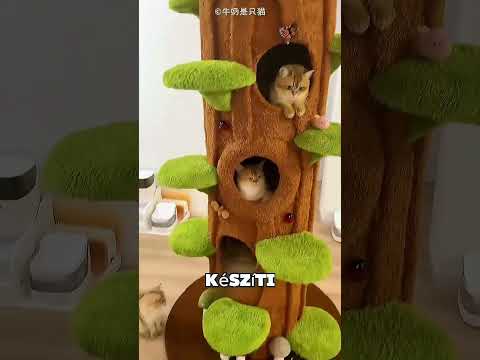 Ezeknek a macskáknak van a világ legjobb otthona! 😻🏡🤯