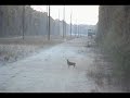 Cazados malo vs. Venado tonto