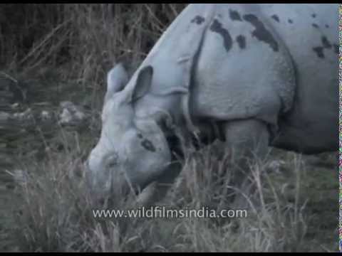 Kaziranga national park video