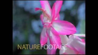 Cynic - Integral (Re-Traced)