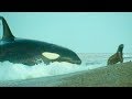 Killer Whales Playing With Their Prey Trials Of Life BBC Earth