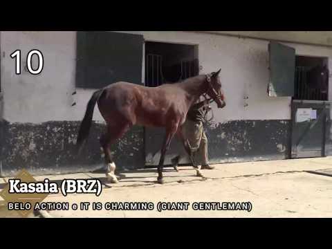 Lote KASAIA (BRZ)