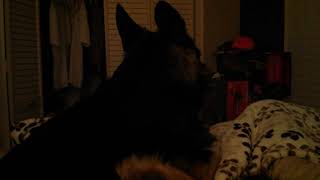 Rocko The German Shepherd Expresses Guilt On The Bed