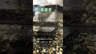 🐢マツコ・ヒロシといっしょ🐢#亀🐢#動物セラピー#癒し#家族#生き物#優しい時間⏰#間取り#理想の家づくり#亀の気持ちを思うと養うという責任感が生まれる😊#いつか治る#心の傷🩹❤️❤️‍🩹