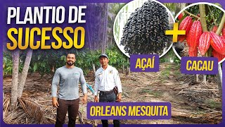 Consórcio de Cacau e Açaí em Tomé Açu no Pará | Conversa no campo #1