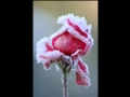 the bees - winter rose(nicolas jaar remix) 