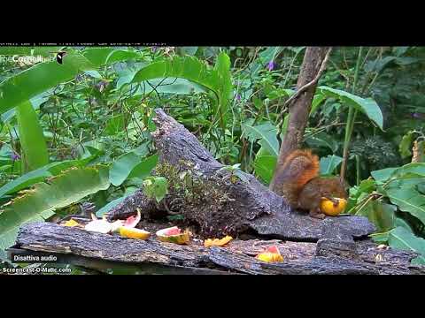 Panama Fruit Feeders - El Valle de Antón (Panama)