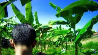 Download lagu Geger,..!!! Menjadi Viral -  Video Mesum Siswi SMP di Kebun Pisang mp3