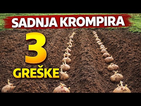 Planting Potatoes: 3 Biggest Mistakes You MUST Avoid