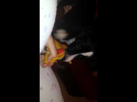 Dog wants to play with Pluto :)