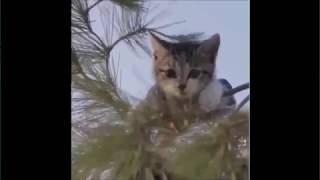 Приколы с котами И СОБАКАМИ 2017 ЕПИК МОМНТЫ # Fanny Fail Videos