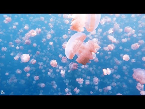 An Incredible Surreal Swim With Millions of Jellyfish | Jellyfish Lake
