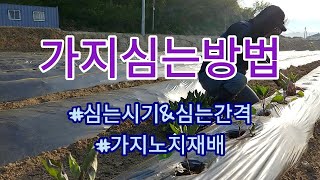 [가지재배] 노지가지재배 심는방법&심는시기