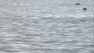 preview picture of video 'Harbor Seals at Nisqually National Wildlife Refuge'