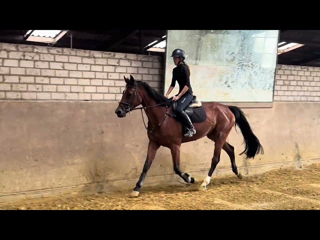 Riding and Jumping movie (6 weeks under the sadlle) at home El Ciske RV Z (Eldorado v/d Zeshoek TN x For Pleasure).