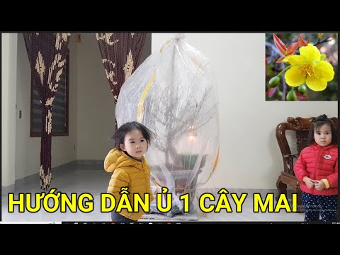 🔴 QBS22345 - CÁCH LÀM LÒ Ủ NHIỆT CHO 1 CÂY MAI VÀNG | KÍCH NỤ MAI VÀNG NỞ KỊP TẾT |CHĂM SÓC MAI VÀNG