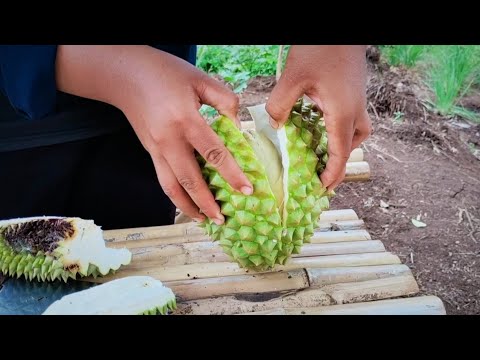 Durian Big Tree | Durian Farm Fruit