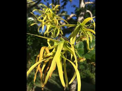 FUNGA'ONETAKA 2 (NAVUTOKA) NEU SANI