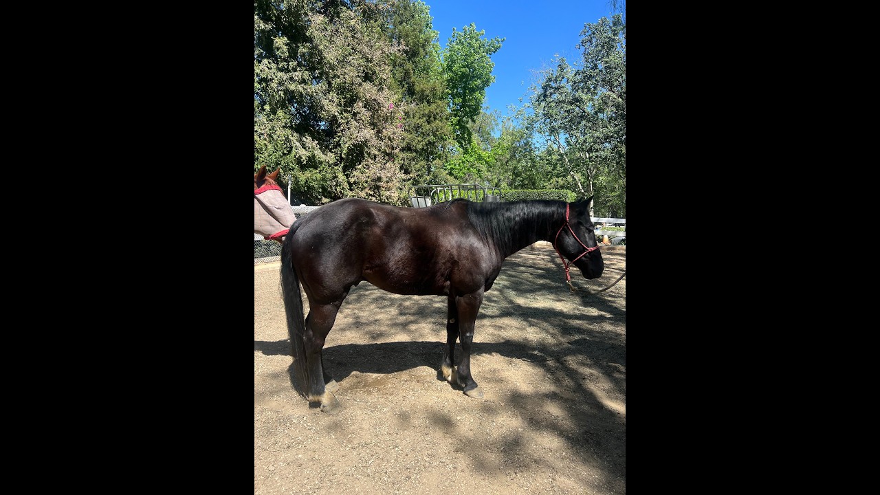Enlarge Stryker, a ADOPTABLE Quarterhorse in Sylmar, CA video 6/6