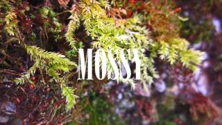 Andrea - Places (feat. Rejjie Snow)