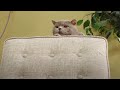 NEW Aaron 039 s Animals Compilation 2020 by NEW Aaron 039 s Animals Compilation 2020 by
