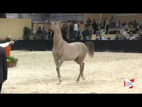 N 126 AJ AZZAM   Verona 2015   Yearling Colts Class 2A