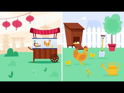 Avian flu - the disease with a spillover potential | Infectious diseases