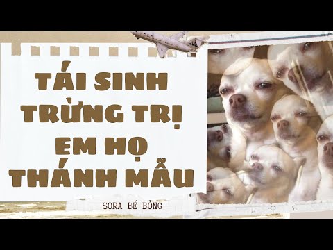 [Truyện Audio ] [FULL] TÁI SINH TRỪNG TRỊ EM HỌ THÁNH MẪU || Sora Bé Bỏng
