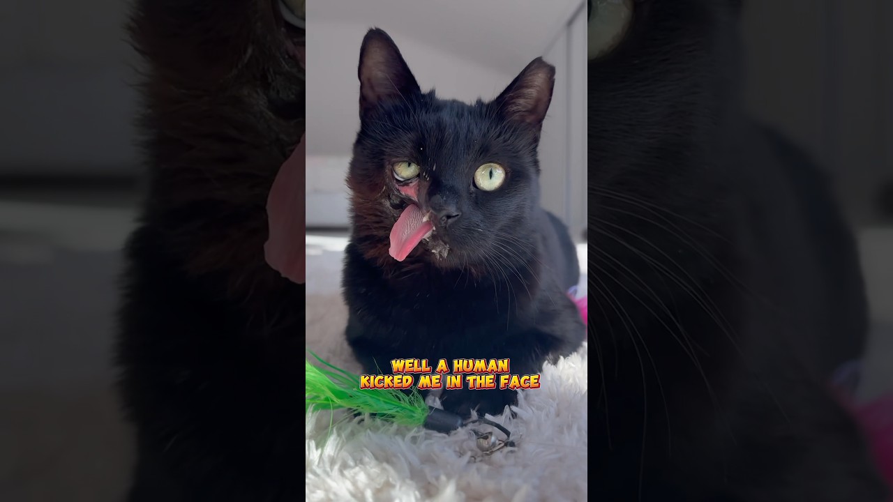 Don’t scroll she needs you! Listen to her story! #cats #meaow #shorts #warriors