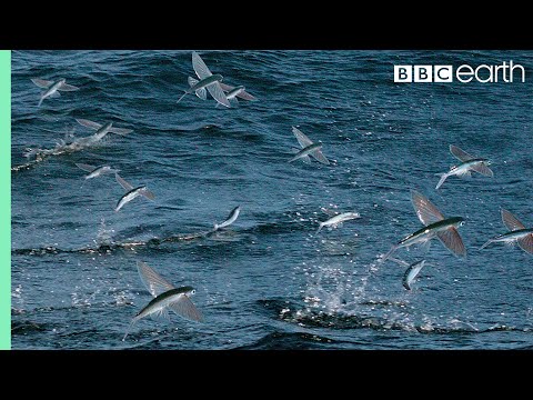 , title : 'Flying Fish Picked Off From Above And Below | The Hunt | BBC Earth'