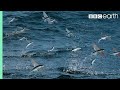 Flying Fish Picked Off From Above And Below | The Hunt | BBC Earth Flying Fish Picked Off From Above And Below | The Hunt | BBC Earth