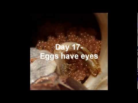 image-How do hermit crabs reproduce?
