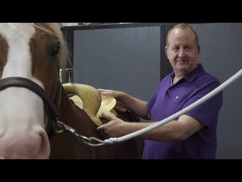 HOW TO FIT A SADDLE TO A HORSES BACK PROPERLY