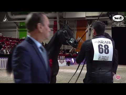 N 68 AJ SAYER   World Arabian Horse Championship 2022   PARIS   Yearling Colts Section A Class 4A