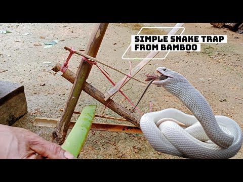 How to Make a Simple Snake Trap from Bamboo – Mountain Trick That Actually Works!